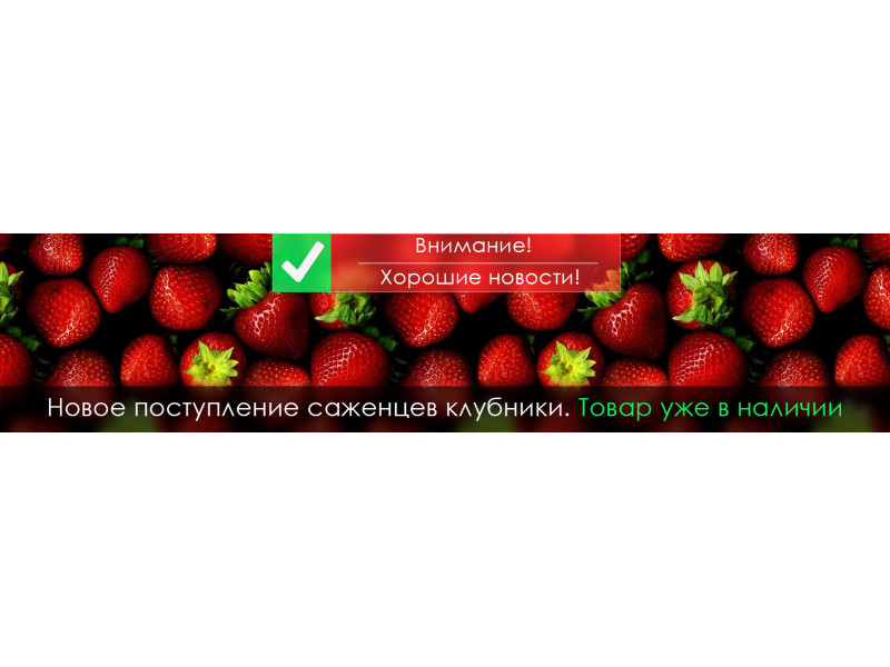 Нове надходження саджанців полуниці!