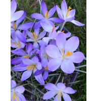 Крокус ботанічний Вайтвел Перпл (Whitewell Purple) 5/7