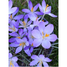 Крокус ботанічний Вайтвел Перпл (Whitewell Purple) 5/7