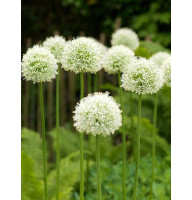 Аллиум Hirtifolium Album 18/20