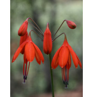 Бессера Elegans 5+