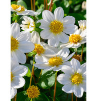 Георгина Topmix White