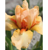 Ирис Многолетний Iris pumila Tickled Peach