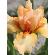 Ирис Многолетний Iris pumila Tickled Peach