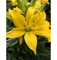 Лилия Fantasiatic Yellow 16/18 (1 шт)