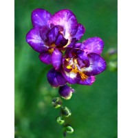Фрезия Violet полная 5+