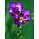 Фрезия Violet полная 5+