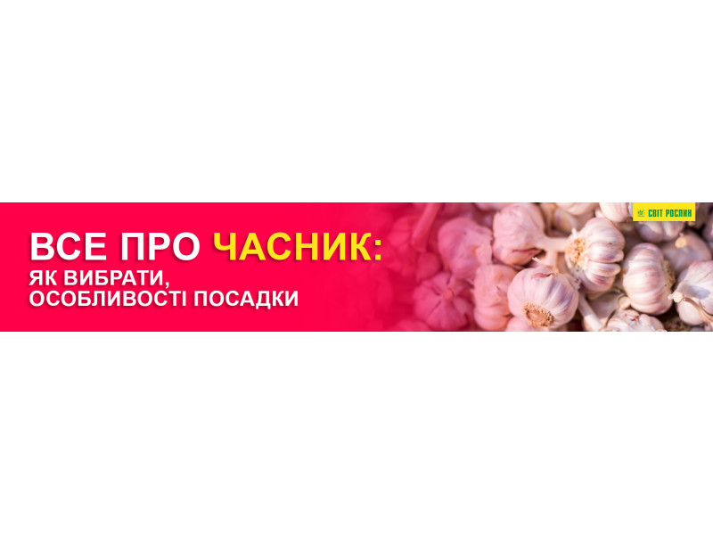 Все про часник: як вибрати, особливості посадки