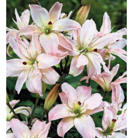 Лилия  махровая   Spring Pink
