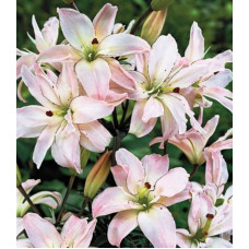 Лілія махрова Spring Pink