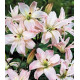 Лілія махрова Spring Pink
