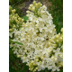 Сирень Primrose (Примроуз) светло-желтая
