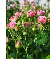 Роза Pink (Пинк) Розовая мелкоцветковая