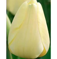 Тюльпан Дарвіна Ivory Floradale (Ivory Floradale)