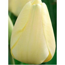Тюльпан Дарвина Ivory Floradale (Ivory Floradale)