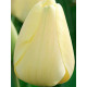 Тюльпан Дарвина Ivory Floradale (Ivory Floradale)