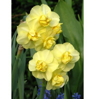 Нарцисс многоцветковый Yellow Cherfulness