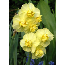 Нарцис багатоквітковий Yellow Cherfulness