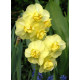 Нарцис багатоквітковий Yellow Cherfulness