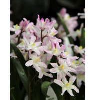 Хинодокса Форбса Розеа (Forbesii Rosea) 5/+
