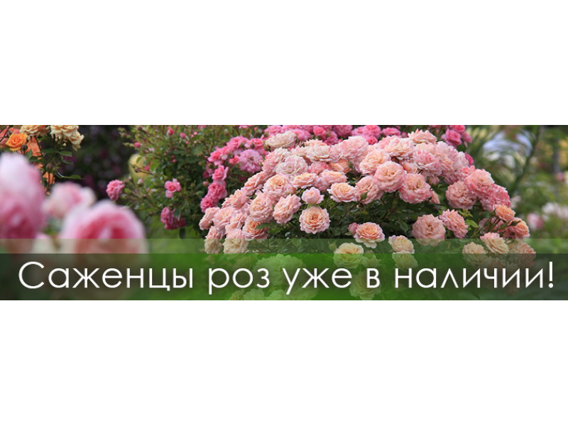 Саджанці троянд вже в наявності