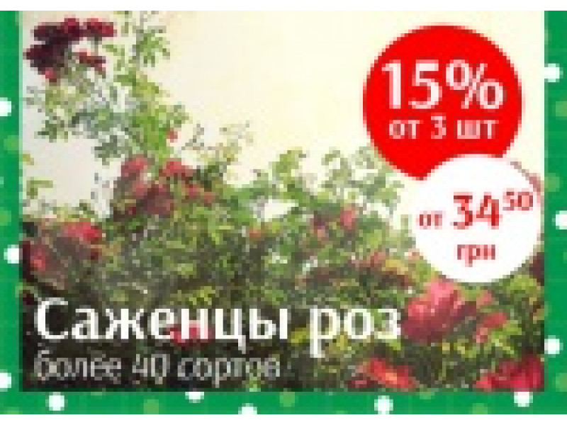 Вигідна пропозиція по саджанців троянд!