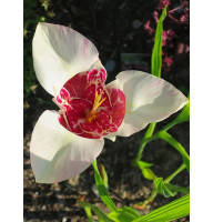 Тигридія Alba Grandiflora (Альба Грандифлора) 5/7