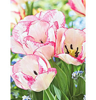 Тюльпан Rosy Bouquet мультифлора