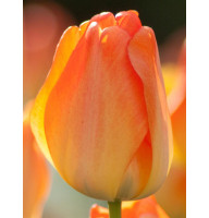 Тюльпан гібрид Дарвіна Дей Дрім (Day Dream) 11/12