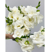 Фрезія White повна 5+