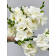 Фрезия  полная White 5+