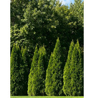 Туя західна Pyramidalis Compacta P9, шт.