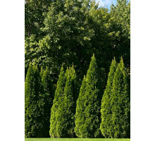 Туя західна Pyramidalis Compacta P9, шт.