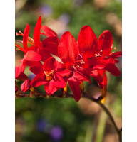 Крокосмія Ред Кінг (Red King) 6/8