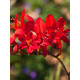Крокосмия Ред Кинг (Red King) 6/8
