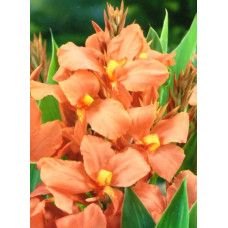 Канна Salmon Pink