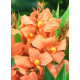 Канна Salmon Pink