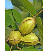 Горіх Бостон Пекан Однорічний