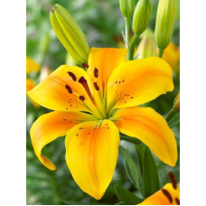 Лілія Golden Joy (Голден Джой) 16/18 (1 шт)