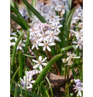 Пролеска Bifolia Rosea 5/+
