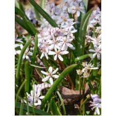 Пролеска Bifolia Rosea 5/+
