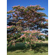 Альбиция Ленкоранская (Albizia julibrissin) P9