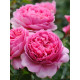 Роза плетистая Пинк Мушимара (Pink Mushimara) С5