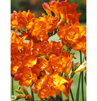 Фрезия Orange махровая