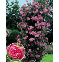 Роза плетистая Чаплинз Пінк (Chaplins Pink)