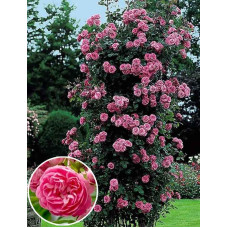 Роза плетистая Чаплинз Пінк (Chaplins Pink)