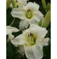 Лилейник White Temptation
