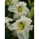 Лілійник White Temptation (1 шт)