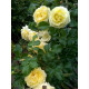 Роза на штамбе Надя Мейяндекор (Nadia Meillandecor) 1,4-1,6 м