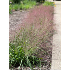 Полевичка видная Purple Love Grass С1